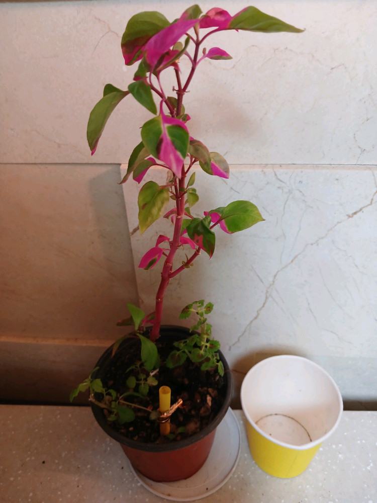 룬데리파티타임. 무늬코스터스 2종 일괄--2