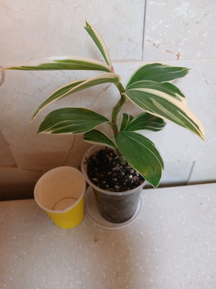 룬데리파티타임. 무늬코스터스 2종 일괄--3