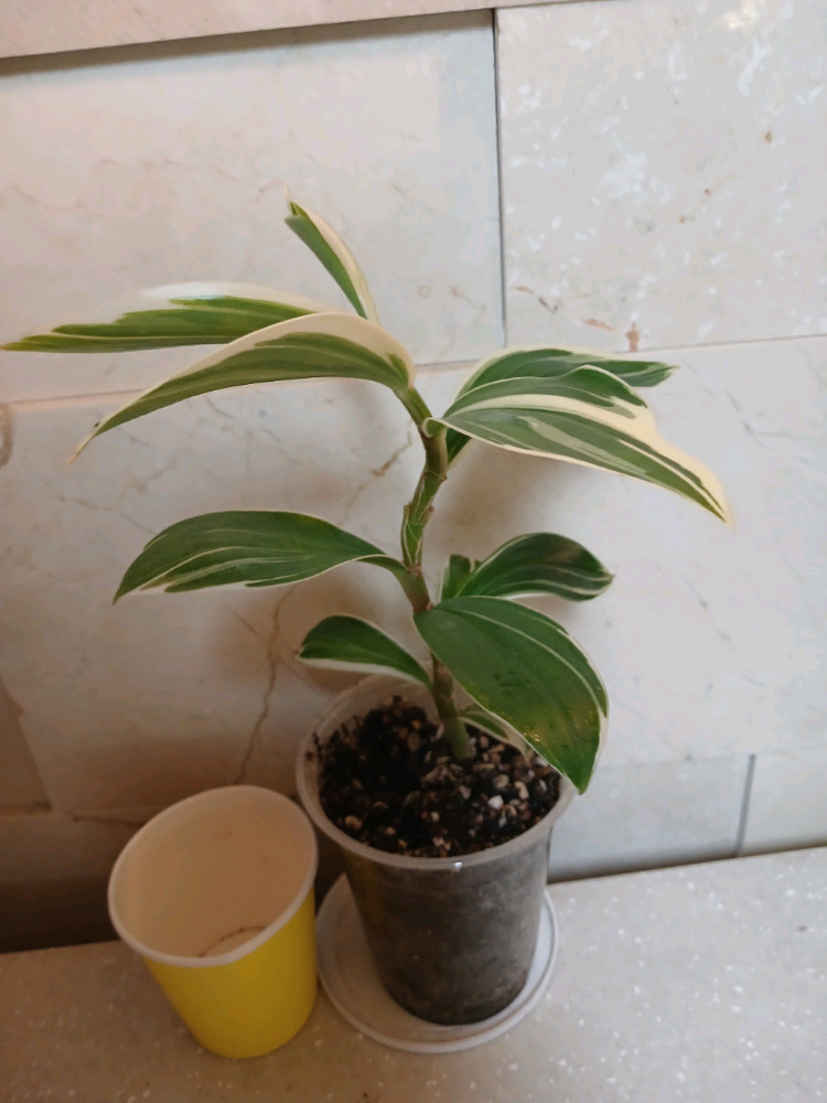 룬데리파티타임. 무늬코스터스 2종 일괄--4