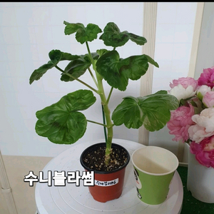 제라늄 수니블라썸