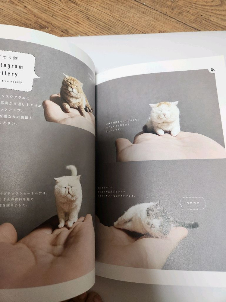 양모펠트 고양이 이미지