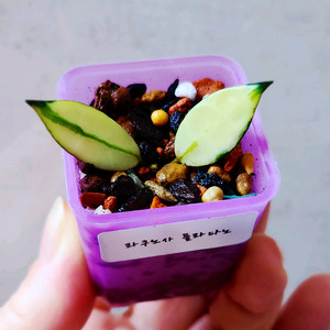 호야라쿠노사 플라타노