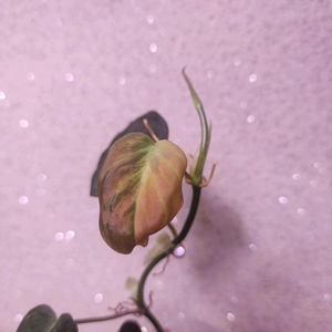 필로덴드론 미칸 바리에가타