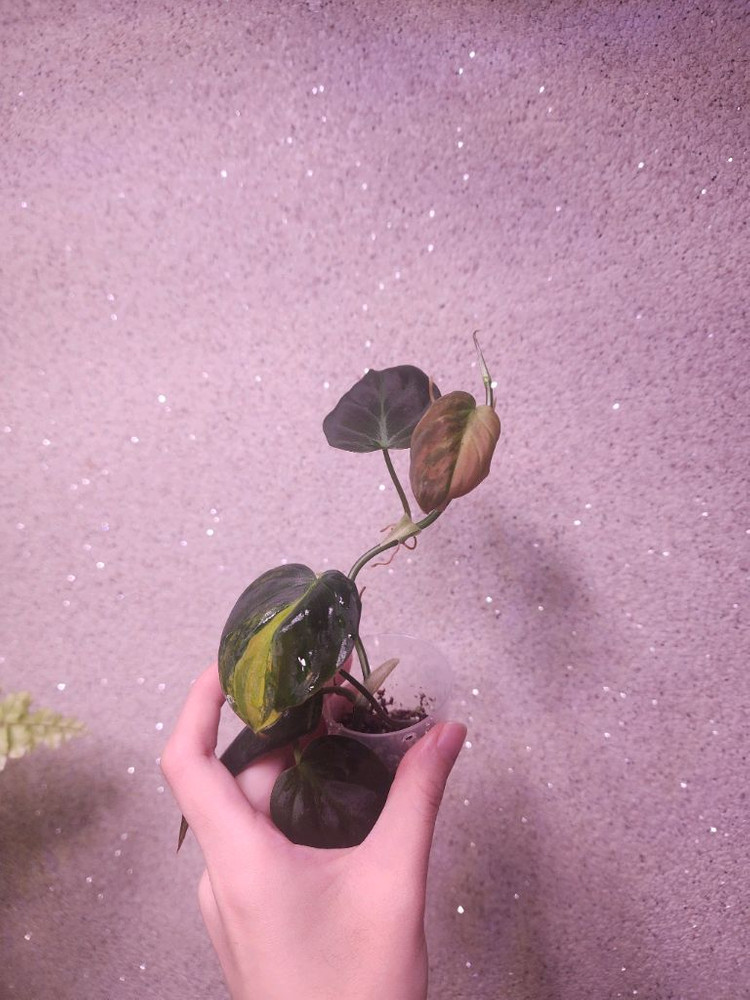 필로덴드론 미칸 바리에가타--1