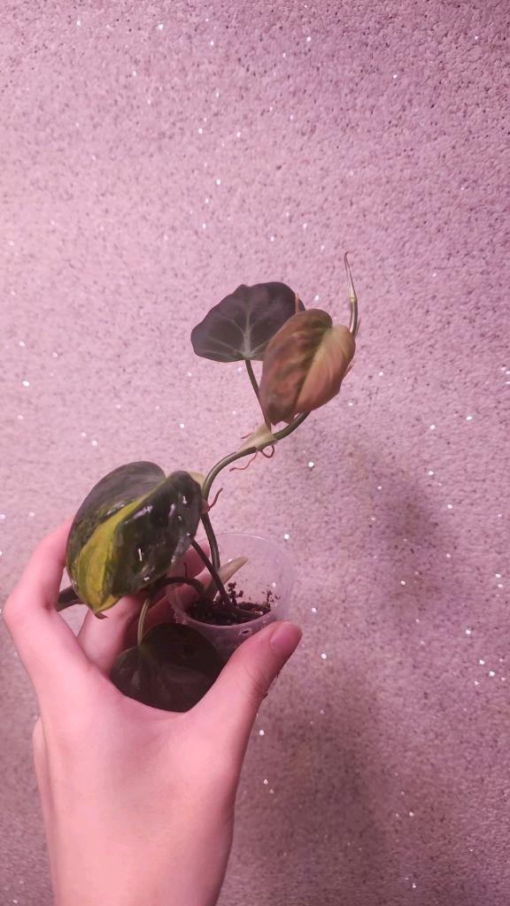 필로덴드론 미칸 바리에가타--2