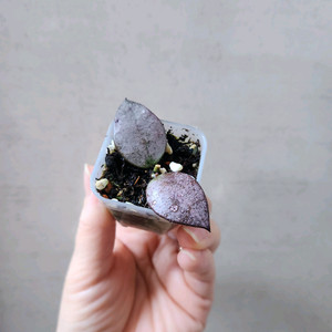 호야왈리니아나 실버