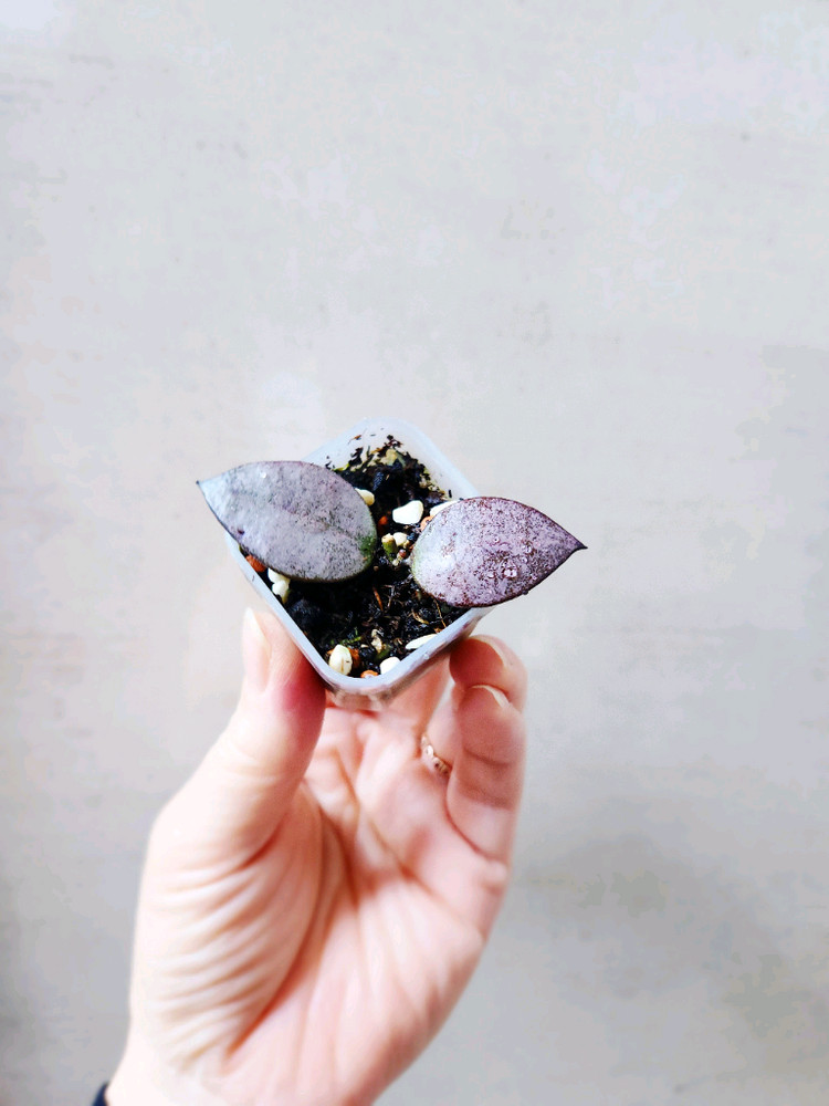 호야왈리니아나 실버--1