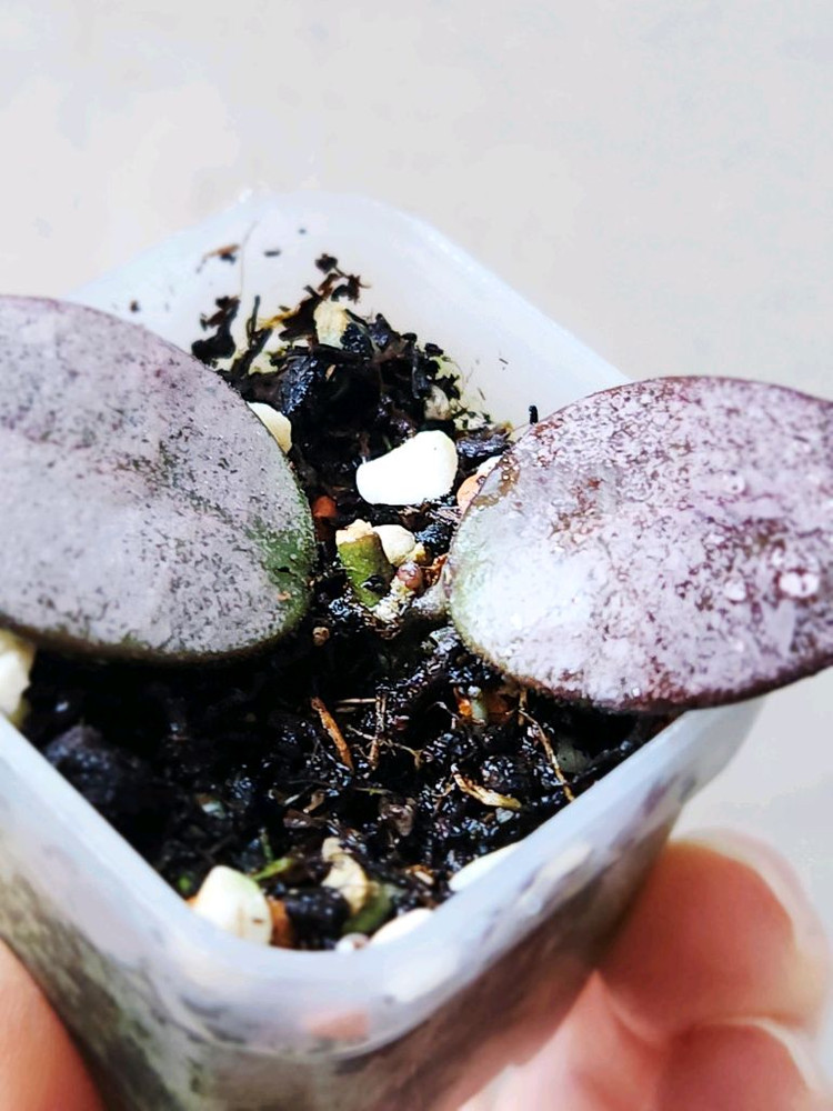 호야왈리니아나 실버--2