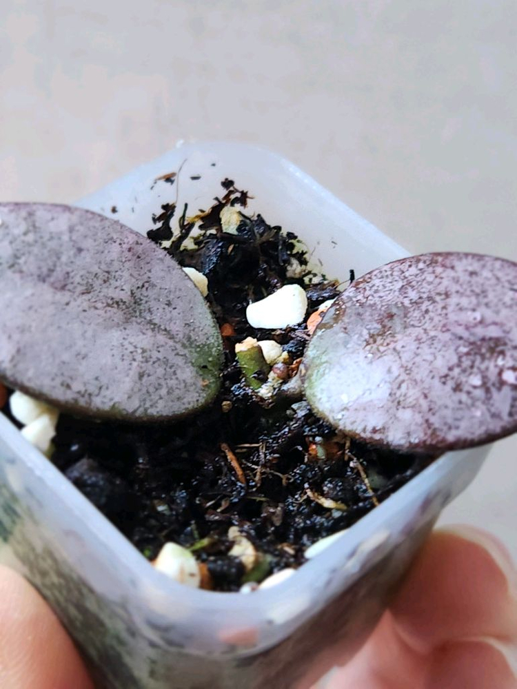 호야왈리니아나 실버--3