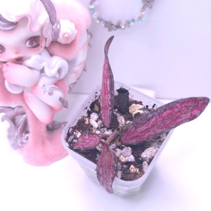 호야 시길라티스 이너바리에가타 #no1