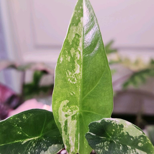 알로카시아심포화이트알보바리에가타