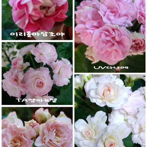 러시아제라늄 5종 중품 UV다나에 IV인스피레이션 이리올마담조야 엠마뉴엘 마르셀