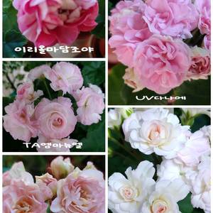 러시아제라늄 5종 중품 UV다나에 IV인스피레이션 이리올마담조야 엠마뉴엘 마르셀