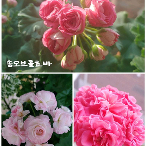 제라늄 3종 대품 송오브콜쵸바 TA엠마뉴엘 라라앙드레