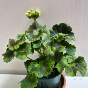 아스트리드제라늄