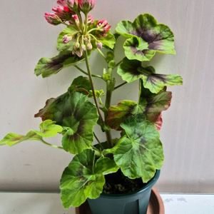 로즈버드브라이스톤 제라늄