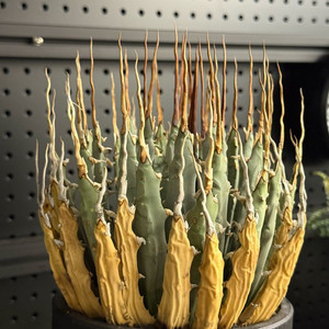 아가베 우타헨시스 (루팅 완료)