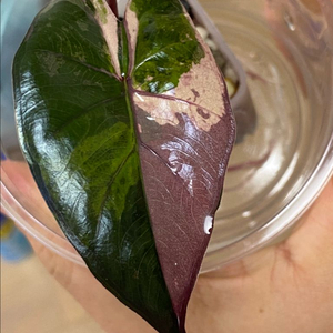 알로카시아 플럼배니그라 바리에가타(안스.호야x)