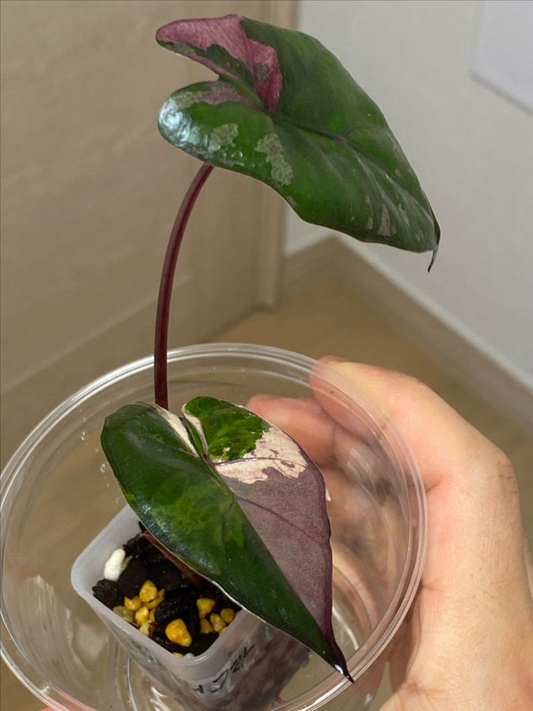 알로카시아 플럼배니그라 바리에가타(안스.호야x)--1