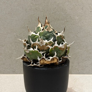 아가베 티타노타 백경