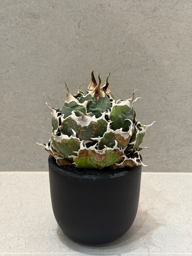 아가베 티타노타 백경--1