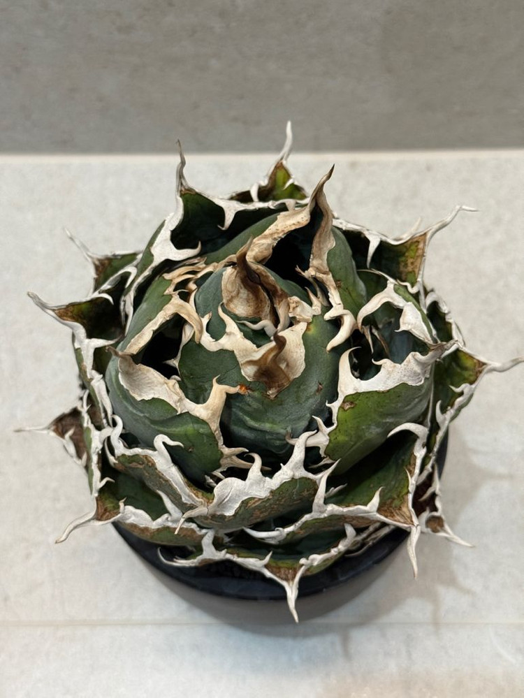 아가베 티타노타 백경--2