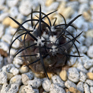 코피아포아 율성옥