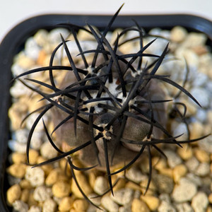 코피아포아 율성옥 3.5cm