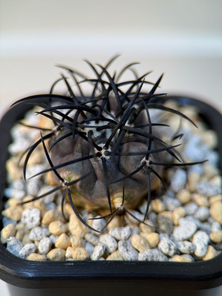 코피아포아 율성옥 3.5cm--1