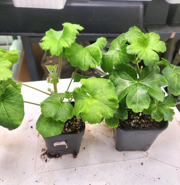 제라늄2종제라늄--1