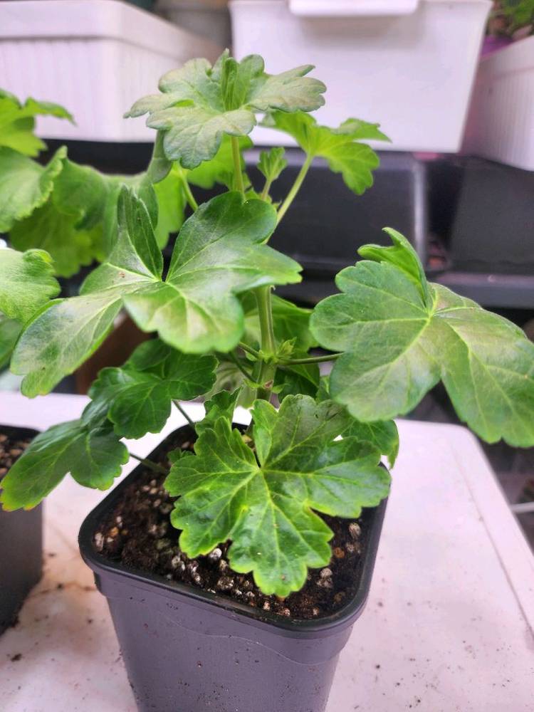 제라늄2종제라늄--2