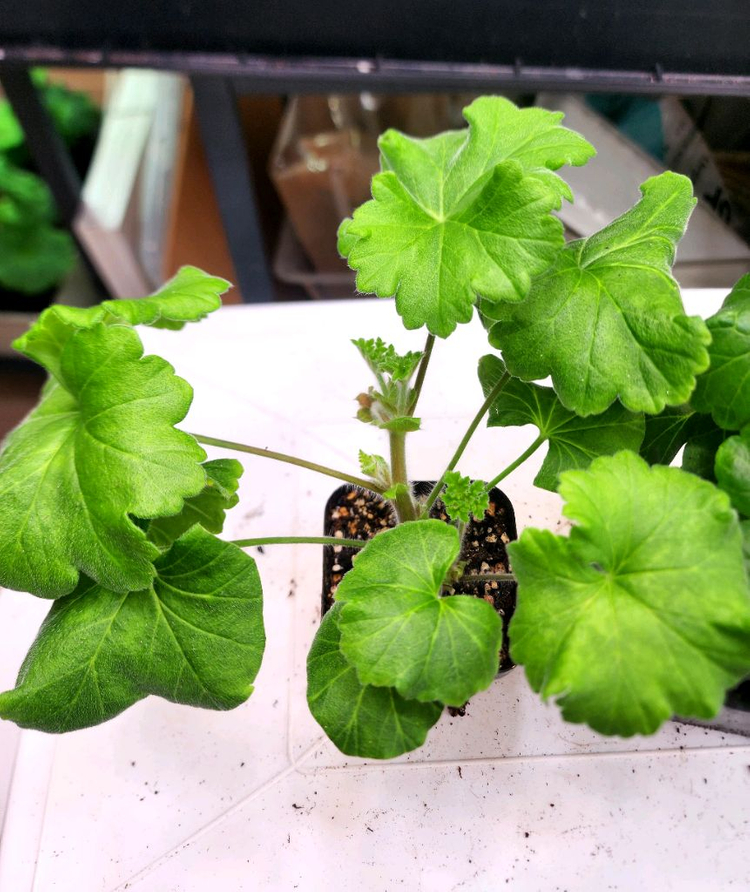 제라늄2종제라늄--5