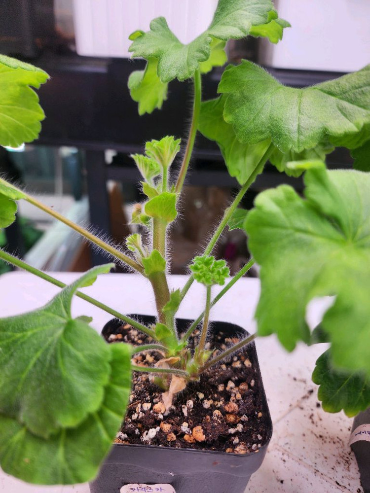 제라늄2종제라늄--6