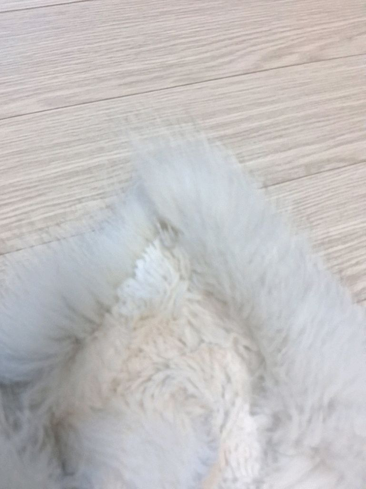 리얼 폭스퍼 아이보리 숄(스톨, 스카프, 머플러)--5