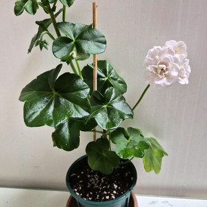 비바캐롤라이나제라늄