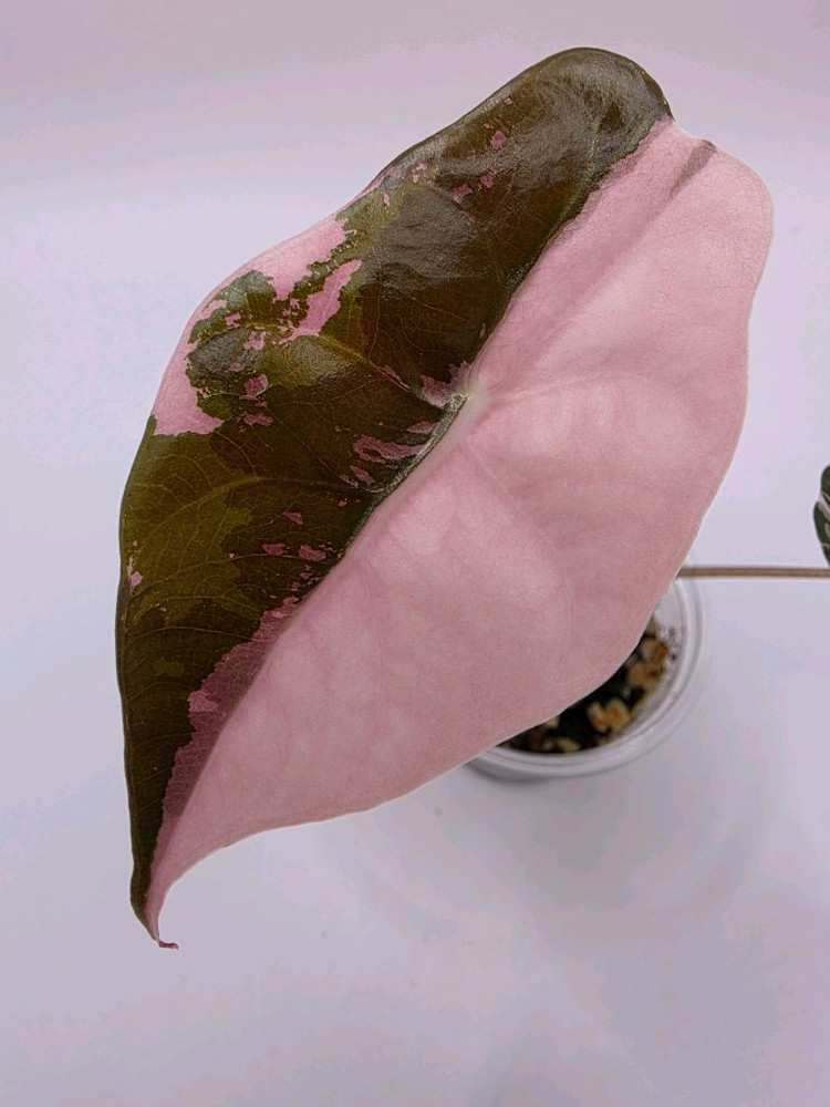 S급 알로카시아 찬트리에핑크 바리에가타 분양--4