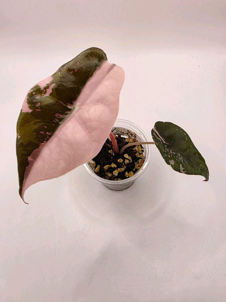 S급 알로카시아 찬트리에핑크 바리에가타 분양--5