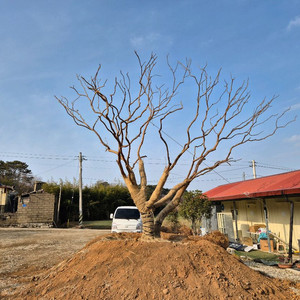 배롱나무 백일홍 팝니다
