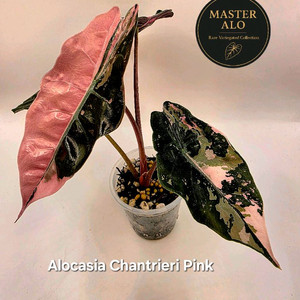 SS급 알로카시아 찬트리에핑크 바리에가타 분양