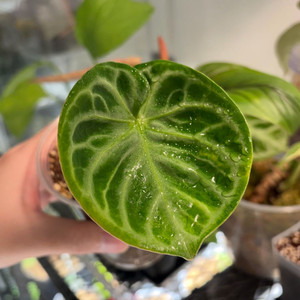 안스리움 도라야끼실버 #1