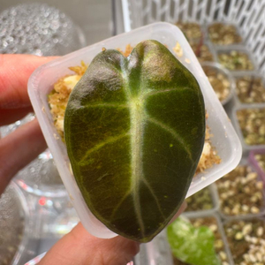 하벌옐 예약창입니다.