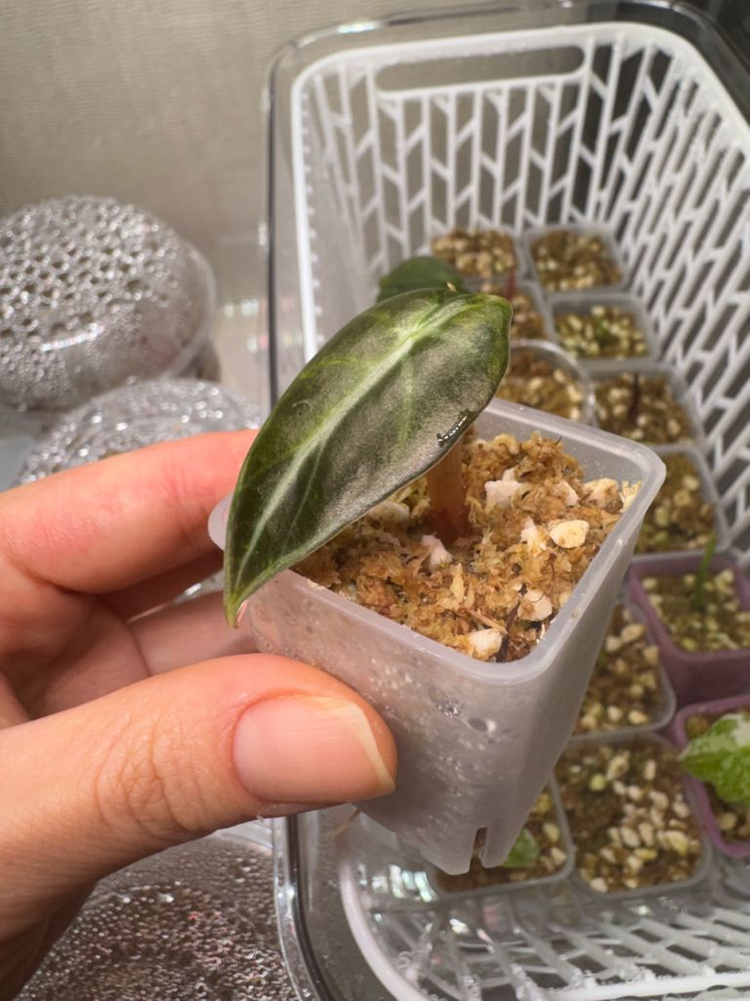 하벌옐 예약창입니다.--1