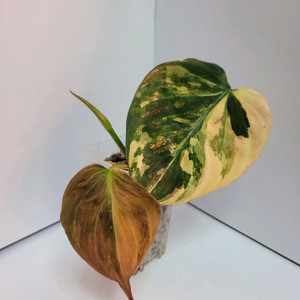 필로덴드론 핑크미칸 바리에가타