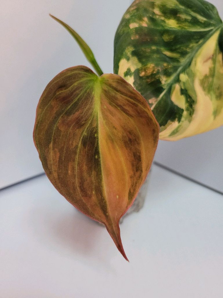 필로덴드론 핑크미칸 바리에가타--2