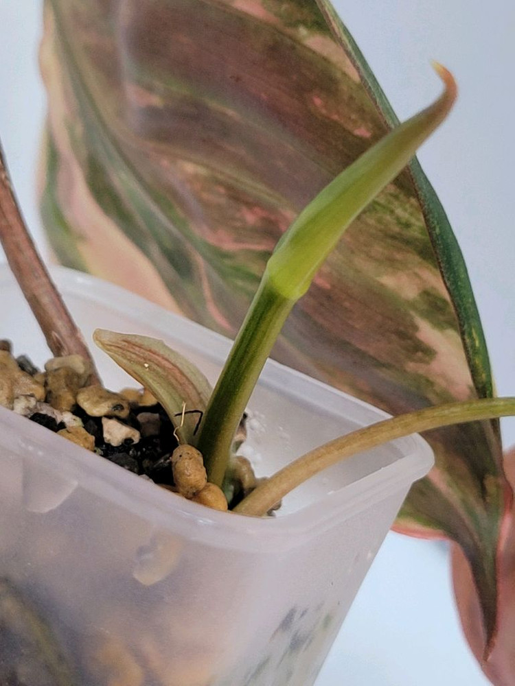 필로덴드론 핑크미칸 바리에가타--3