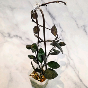 호야 크로니아나 블랙 중품