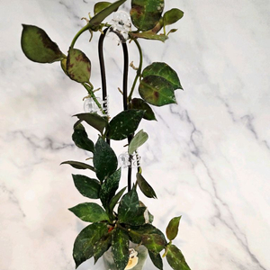 호야 라쿠노사 로얄플러쉬 대품