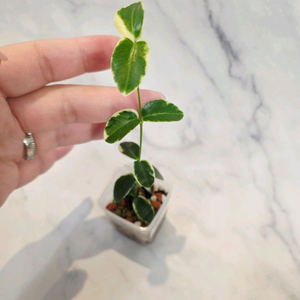 호야 쿤밍기아나 알보