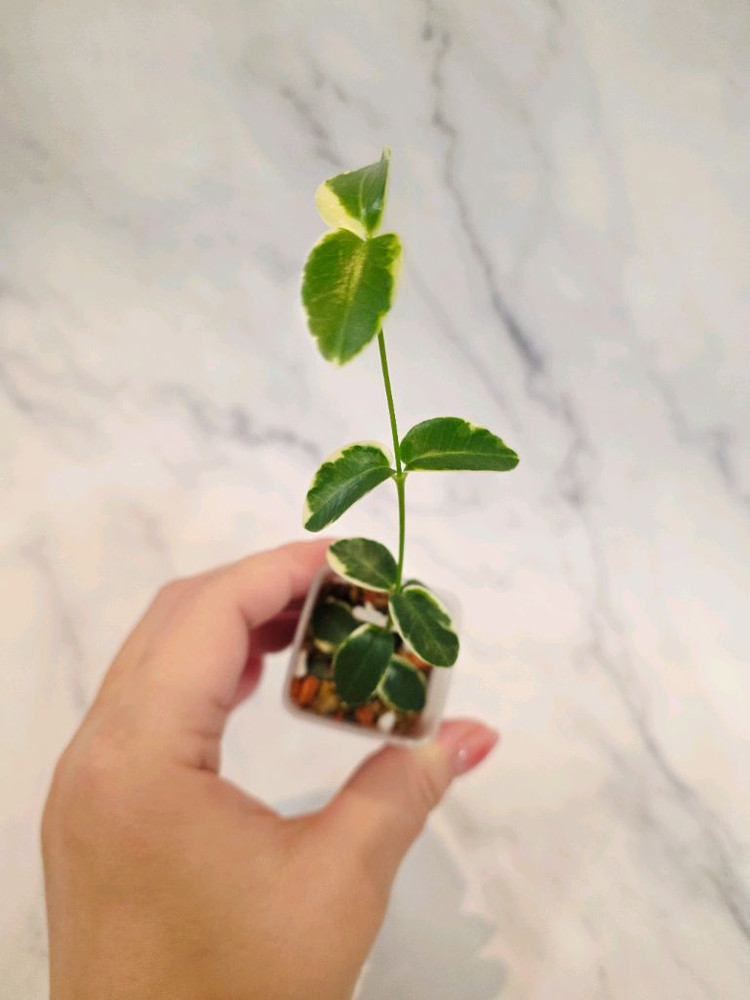 호야 쿤밍기아나 알보--1