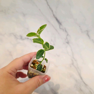 호야 쿤밍기아나 알보